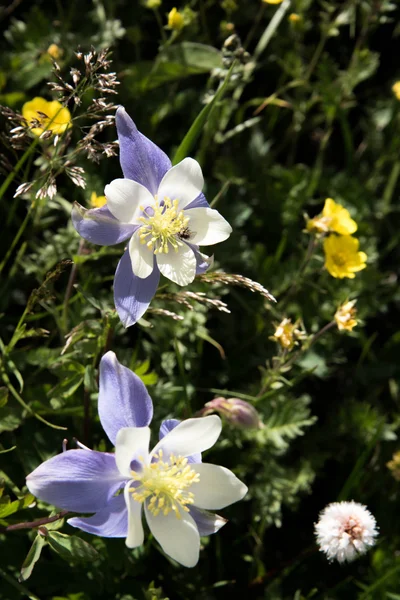 Champ avec Rocky Mountain bleu columbine fleurs — Photo