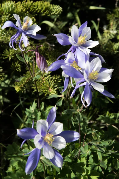 A mező a Rocky Mountain kék columbine virágok — Stock Fotó