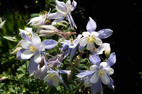 ロッキー山脈青いオダマキの花が畑 — ストック写真