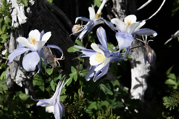 A mező a Rocky Mountain kék columbine virágok — Stock Fotó