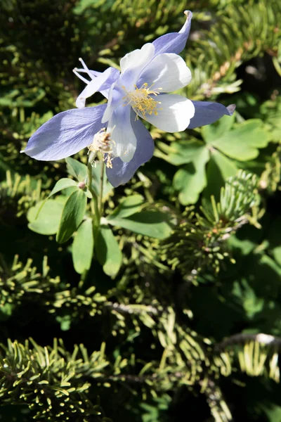 Fältet med Rocky Mountain blå Akleja blommor — Stockfoto