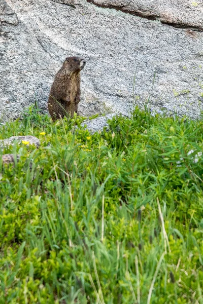 Marmot staande op gras voor een rots — Stockfoto