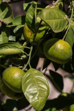 Organik portakal üzerinde taze sunshine bir şube büyüyor