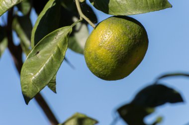 Organik portakal üzerinde taze sunshine bir şube büyüyor