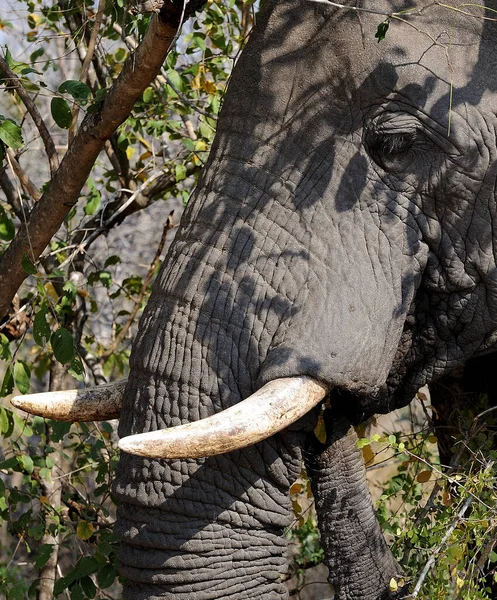 Jovem Touro Elefante Pastando Uma Floresta Mopani Parque Kruger África — Fotografia de Stock