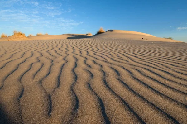 Een Dramatisch Kabbelend Zand Duin Kalahari Tegen Blauwe Lucht — Stockfoto