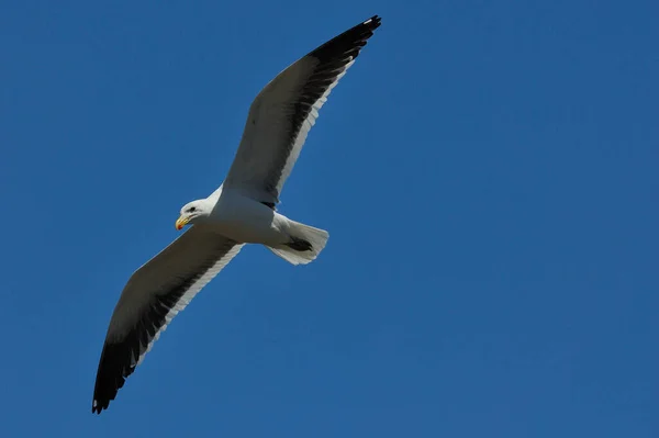 Uma Gaivota Pleno Voo Contra Céu Azul Costa Oeste — Fotografia de Stock