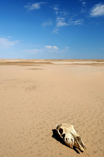 Abate Cavalo Que Sucumbiu Aos Elementos Deserto Namib — Fotografia de Stock
