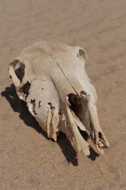 Namib Çölü 'ndeki elementlere yenik düşen bir atın kafatası.
