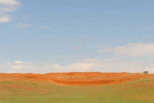 在异常充沛的雨水之后 纳米布沙漠的沙丘变成了明亮的绿色 — 图库照片