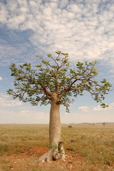 Namibya 'daki Naukluft' ta yeşil yapraklı genç bir baobab ağacı.