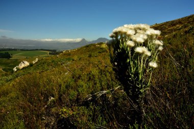 Bir grup vahşi Syncarpha vestia yerel olarak sewejaartjies olarak bilinen yedi yıl ne kadar sürdüğünü gösterir
