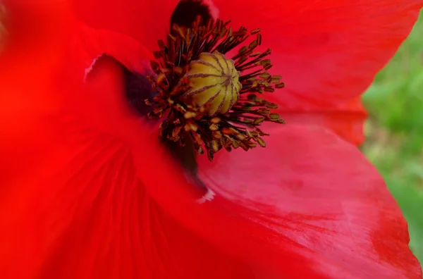 Primer Plano Brote Una Flor Amapola Roja — Foto de Stock