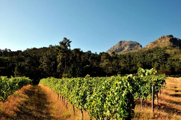 Green Summer Vineyards Mountains Western Cape Rechtenvrije Stockafbeeldingen