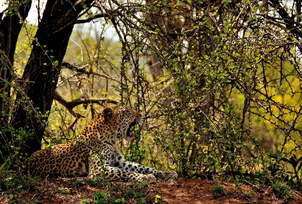 Ásító Leopárd Keveredik Bokrok Árnyékába Dél Afrikai Kruger Nemzeti Parkban — Stock Fotó