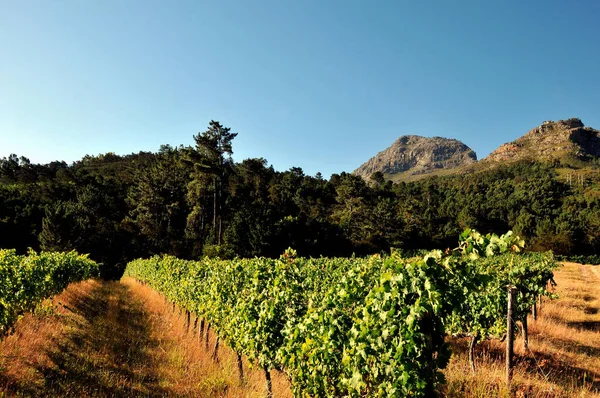 Stellenbosch 'un dışındaki Hottentots-Holland Dağları' nın önünde üzüm bağları var.