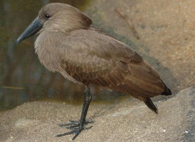 Çekiç başlı, adını çekice benzeyen kafasından alan orta büyüklükte bir kuş türü..