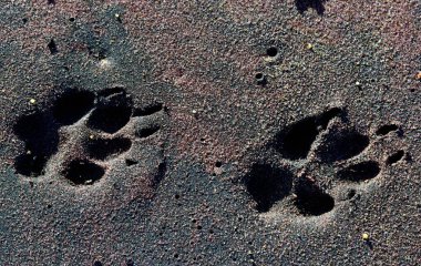 Namib Çölü 'nün kıyı bölgesindeki ıslak kumdaki siyah sırtlı çakalın temsilcisi.