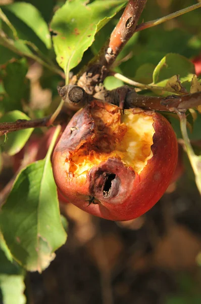 A Royal Gala apple damaged by hail