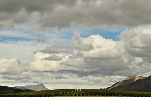 背景にはダイナミックな雲と険しい山々を背景に湾曲した丘の上にリンゴ園 — ストック写真