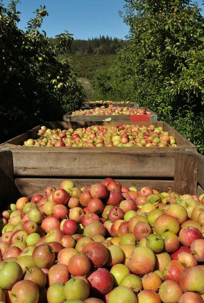 Appelkisten Tot Rand Gevuld Tijdens Een Succesvolle Oogst Langkloof West Rechtenvrije Stockfoto's