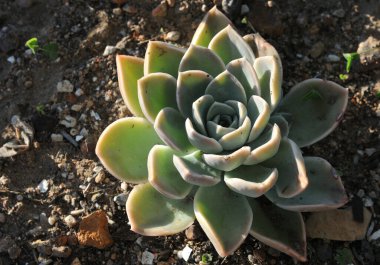 Kaktüs ve Succulent Echeveria (Crassulaceae Echeveria sp. - Gül şeklinde sulu bir çiçek. Yapraklar katmanlara sıkıştırılmış, yüzeysel olarak bir gül gibi görünüyor..