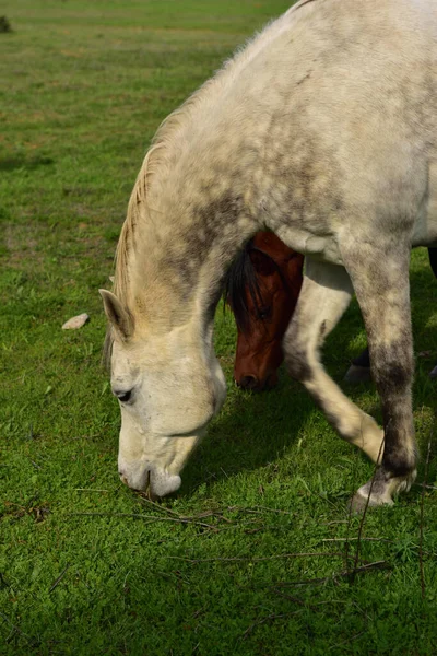 一只苹果灰色和一匹锈迹斑斑的棕色马在田里吃草 — 图库照片