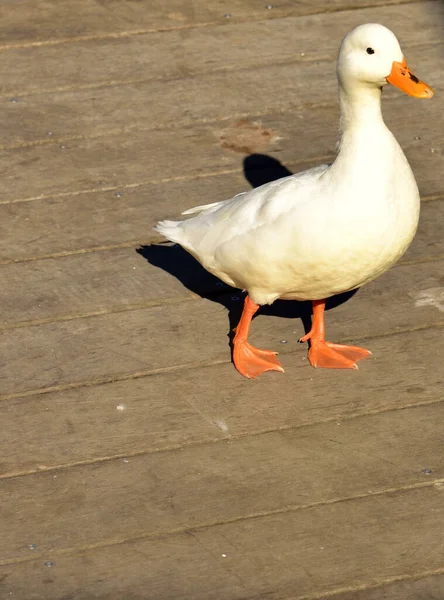 Weiße Ente Mit Orangefarbenem Beek Watschelt Auf Einem Holzdeck — Stockfoto