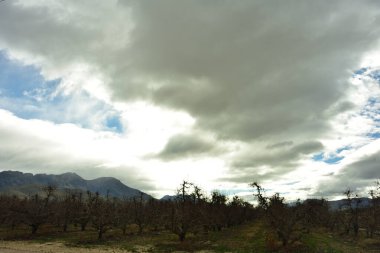 Sonbaharda siluetli elma ağaçları ve büyük bulutlar.