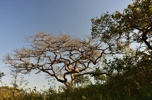Indigenous Acacia Trees Late Afternoon Sun Lowveld Mpumalanga South Africa — Stock Photo, Image
