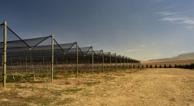 Elma ağaçlarını koruyan uzun bir sıra siyah elma ağları.