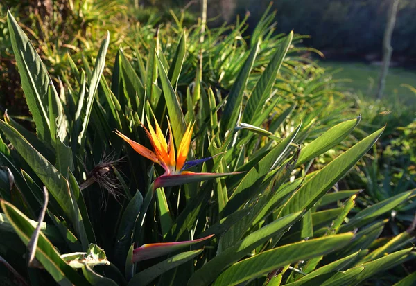 Strelitzia ya da cennet kuşu Güney Afrika 'ya özgüdür.