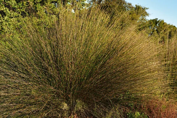 Křoví Cape Rush Součástí Fynbos Biome Západním Mysu — Stock fotografie