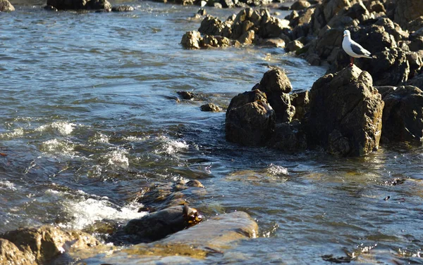 Uma Gaivota Empoleirada Sobre Uma Rocha Nas Águas Rasas Oceano — Fotografia de Stock