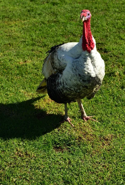 緑豊かな芝生の上に巨大な七面鳥のパレード — ストック写真