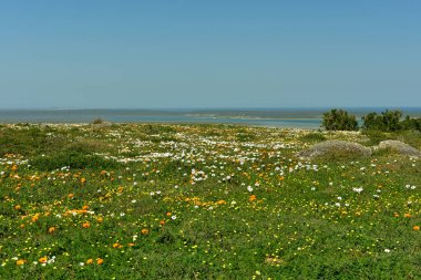 Renkli tomurcuklanan bahar çiçekleriyle dolu bir tepenin arkasında Langebaan lagünü var. Güney Afrika 'nın sakin batı kıyısında.