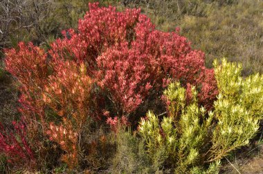 Kırmızı ve sarı güneş ışığı koni çalıları veya lucadendron salignum, Batı Burnu 'ndaki fynbos biyomunun ve geniş protea ailesinin bir parçasıdır.
