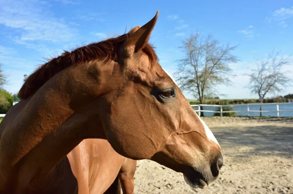 Awesome Profile Budyonny Horse Looking Late Afternoon Sunshine — Stock Photo, Image