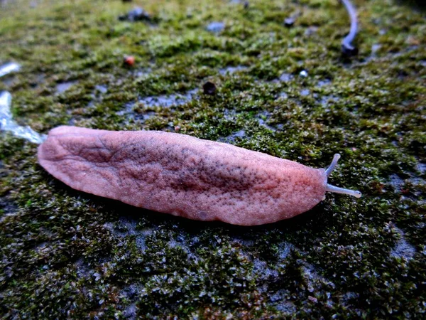 Slug Kruipend Een Nat Mossig Land Dat Ook Wel Slakken — Stockfoto