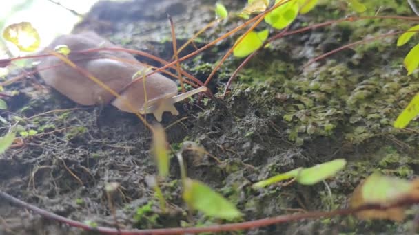 Slug Strisciare Una Terra Bagnata Muschiata Che Anche Chiamato Lumache — Video Stock