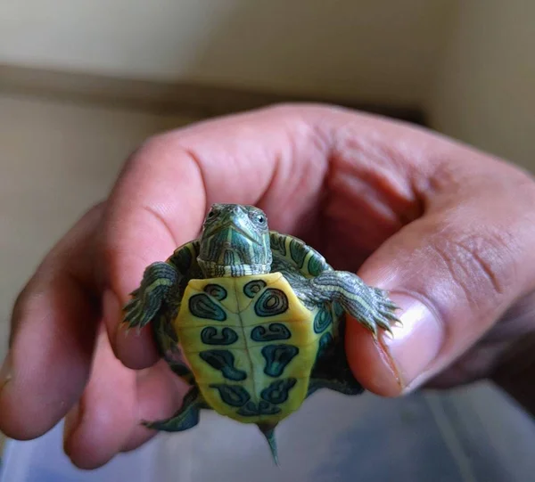 Deslizador Orejas Rojas Sonriendo Tortuga Bebé Las Manos —  Fotos de Stock