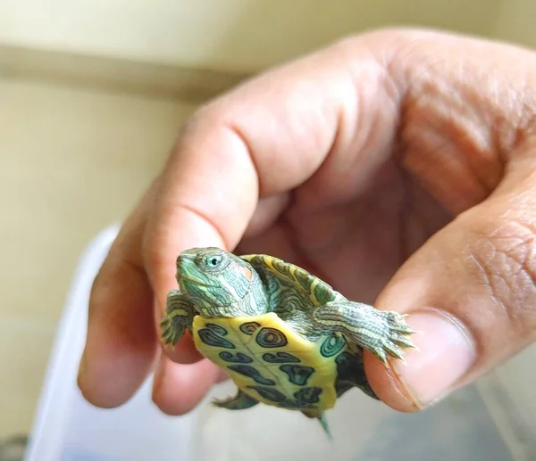Cute turtle Red-eared slider smiling baby turtle in hands
