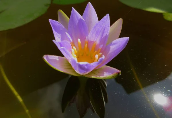 Purple Tropical Water Lilies,Nymphaea nouchali, often known by its synonym Nymphaea stellata, or by common names blue lotus, star lotus, red and blue water lily, blue star water lily or manel flower is a water lily of genus Nymphaea.