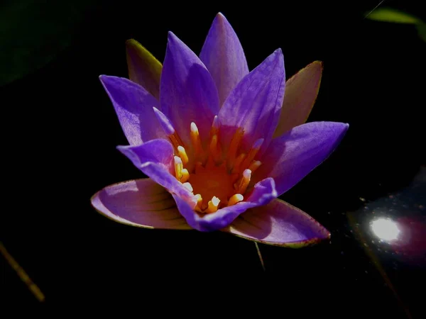 Purple Tropical Water Lilies Nymphaea Nouchali Often Known Its Synonym — Stock Photo, Image