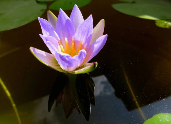 Mor Tropik Nilüferler, Nymphaea nouchali, genellikle Nymphaea stellata veya yaygın adıyla Mavi Nilüfer, Yıldız Nilüfer, Kırmızı ve Mavi Nilüfer, Mavi Yıldızlı Nilüfer veya Manel çiçeği olarak bilinen bir nilüferdir..
