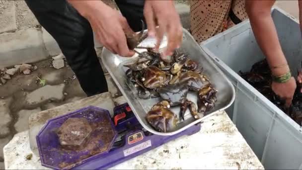 Pune Inde Novembre 2020 Crabes Vendre Crabes Vendus Dans Une — Video