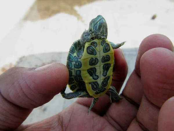Roodoorschuifregelaar Glimlachend Baby Schildpad Handen Schattig Schildpad — Stockfoto