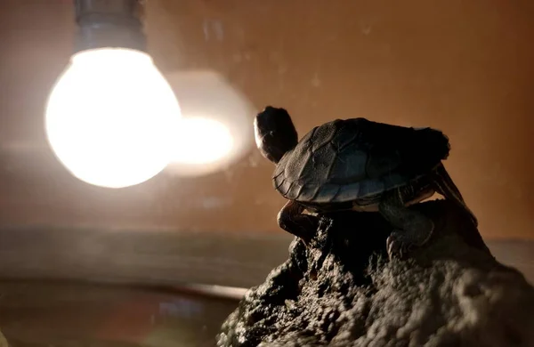 Bebé Tortuga Tomando Sol Bajo Una Bombilla Amarilla — Foto de Stock