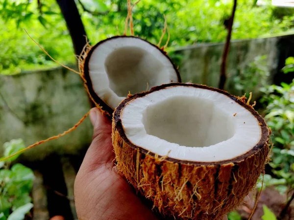 Frisse Half Gesneden Kokosnoot Met Kokosnoot Shell Handen — Stockfoto