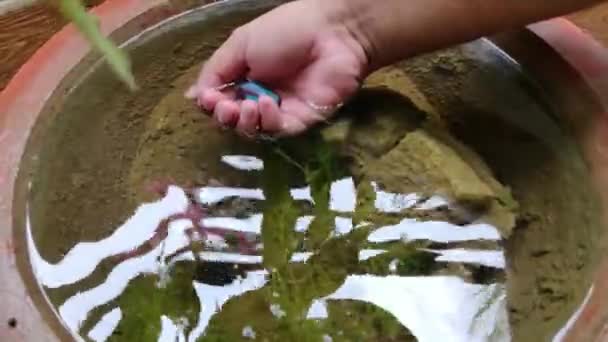 Siamês Lutando Peixe Betta Splendens Nadando Mãos — Vídeo de Stock